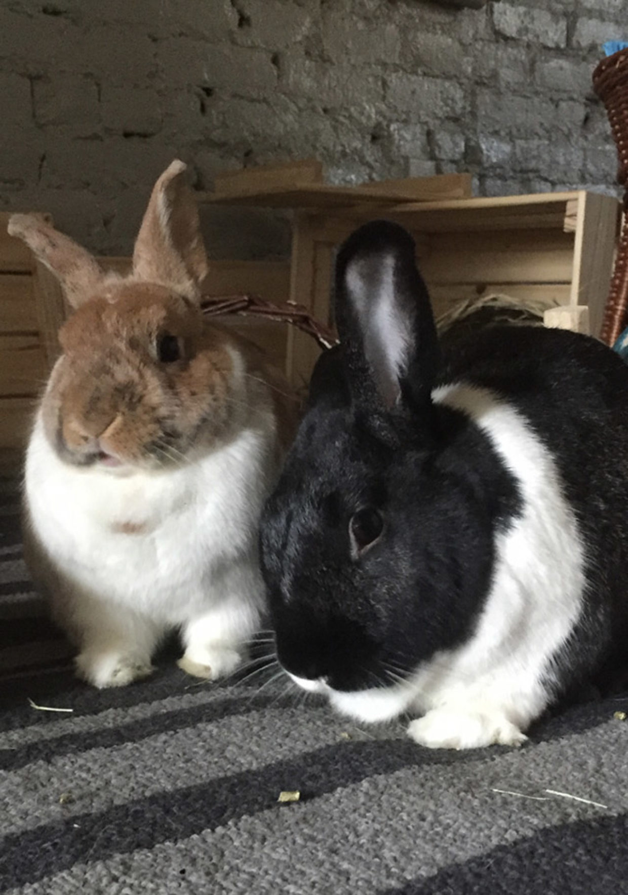 Love Song to Bunny Poop