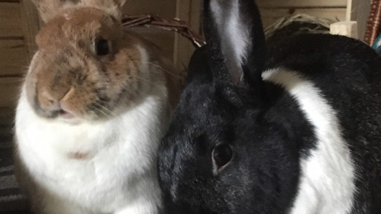 Love Song to Bunny Poop