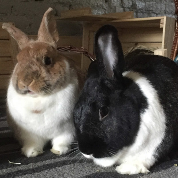 Love Song to Bunny Poop