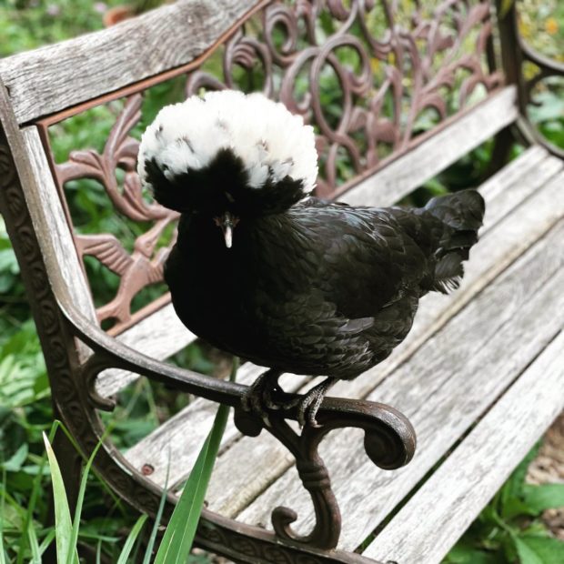 Raven.jpg