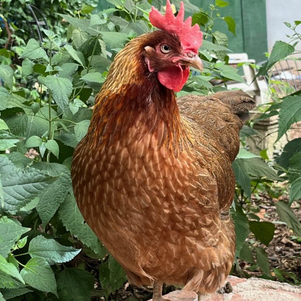 Harriet-rotated.jpg